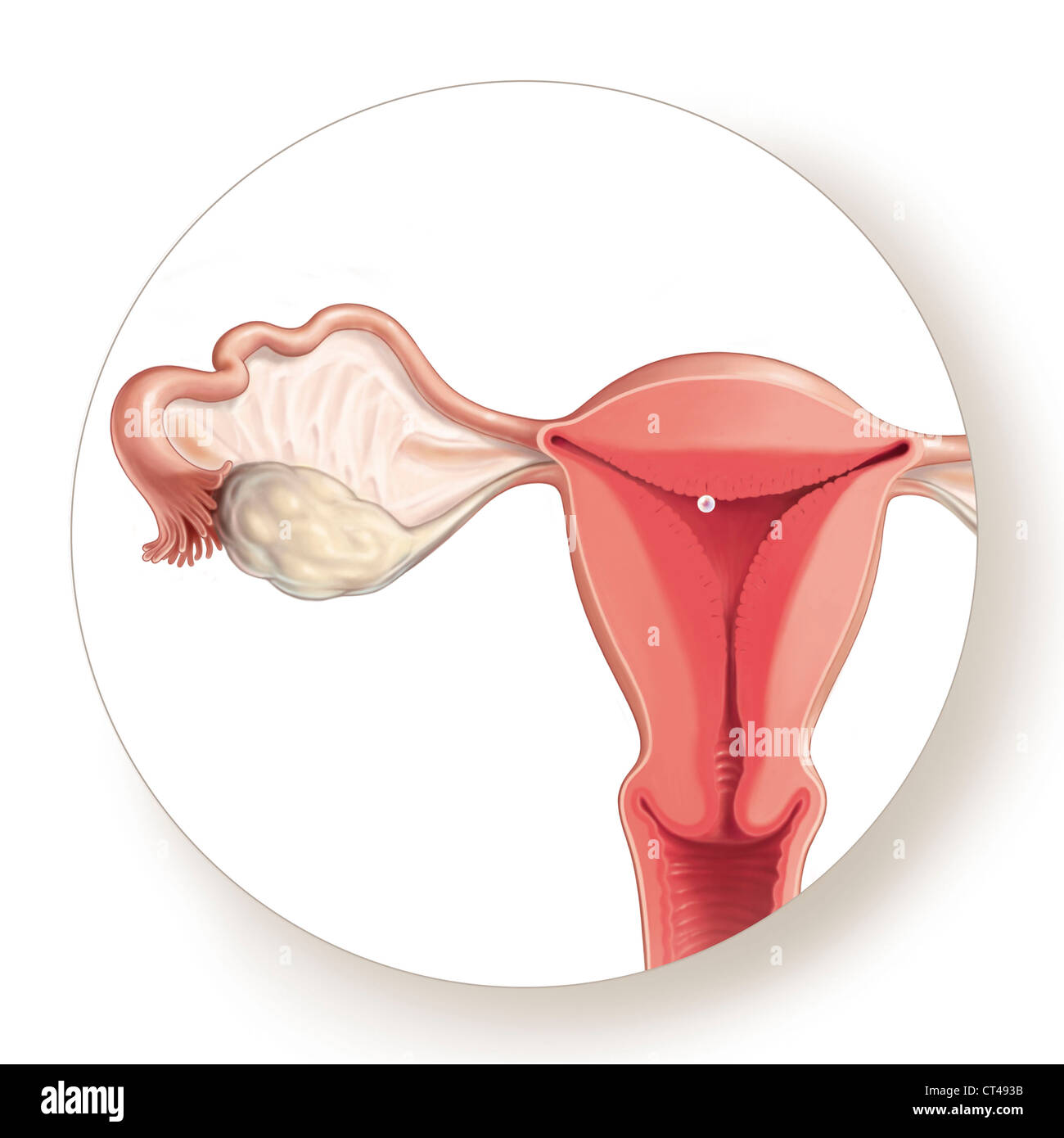 Nidation Drawing Stock Photo Alamy