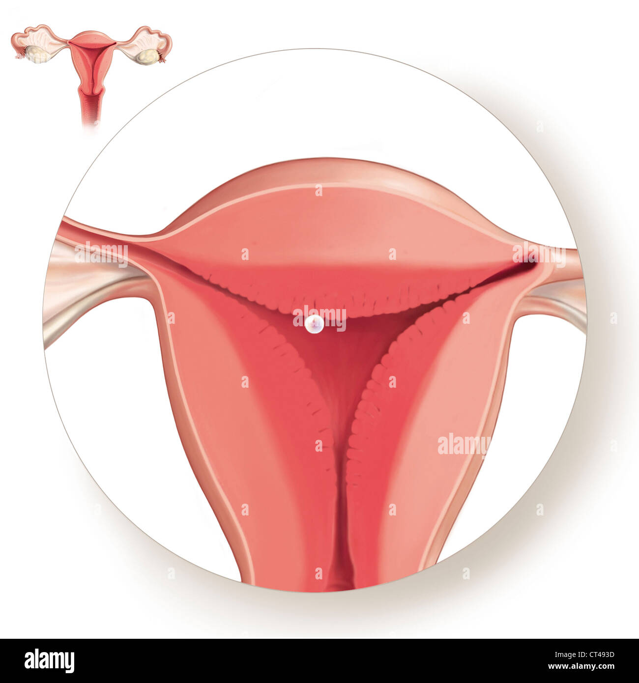 Nidation High Resolution Stock Photography And Images Alamy