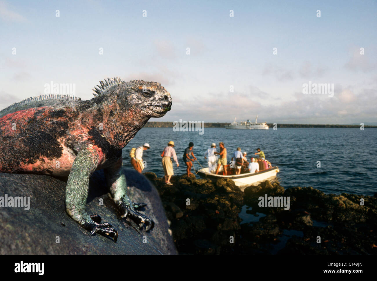 A marine iguana watches tourists board a small boat in the Galapagos