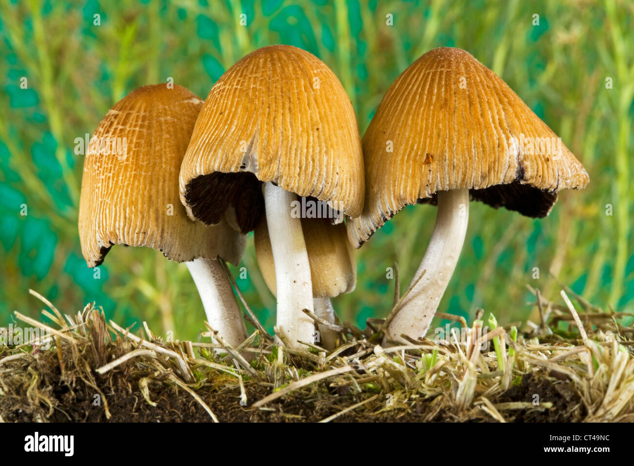 Common lawn mushrooms found in the Pacific Northwest Stock Photo