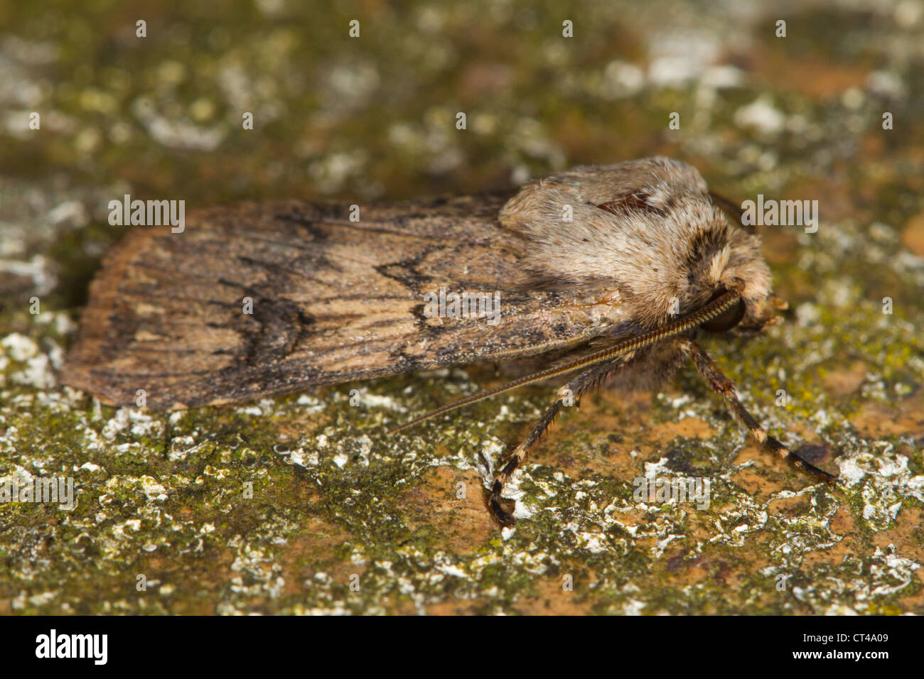 Shuttle-shaped Dart (Agrotis puta) moth resting on a lichen-covered rock Stock Photo