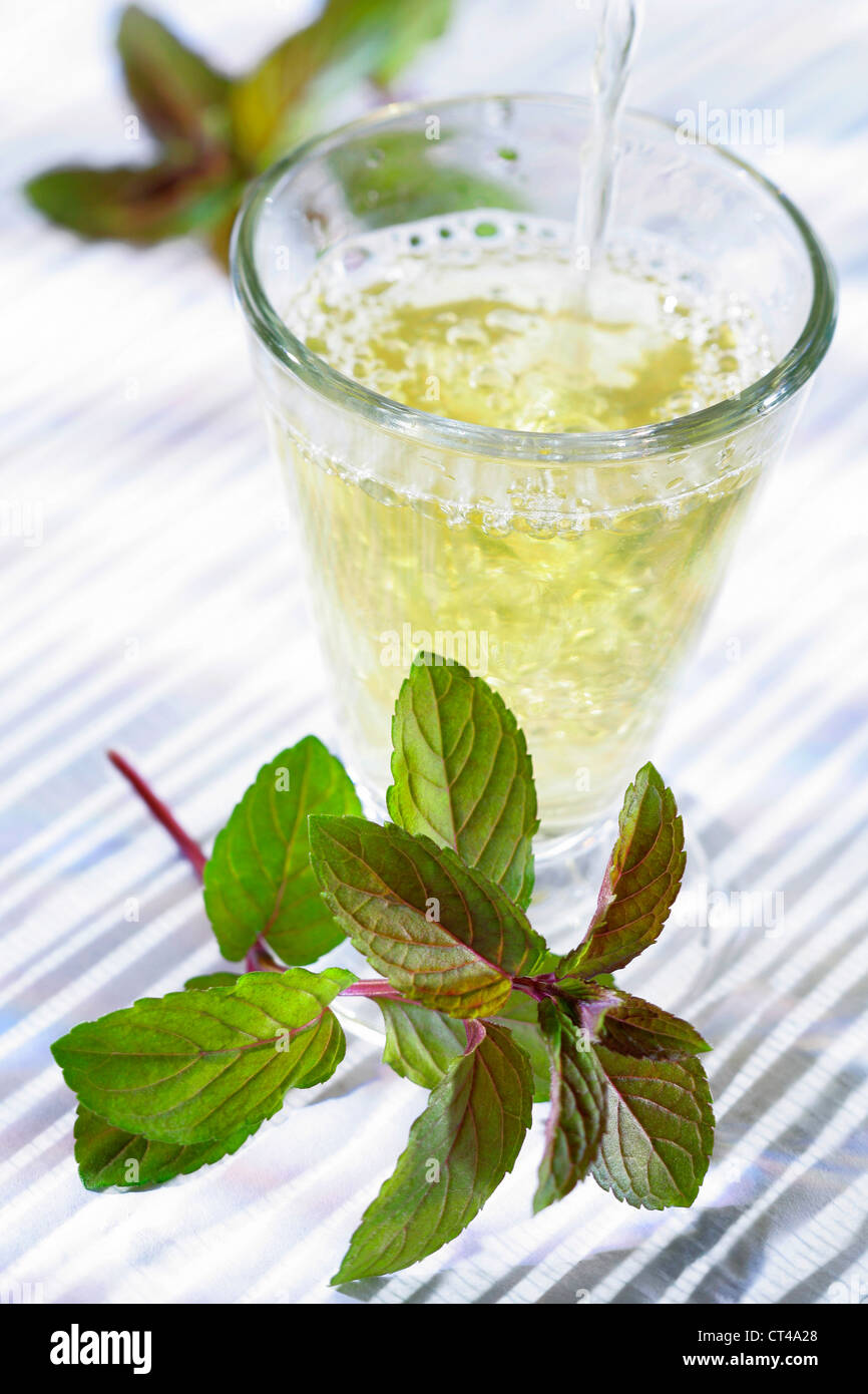 Peppermint tea mentha x piperita hi-res stock photography and images ...