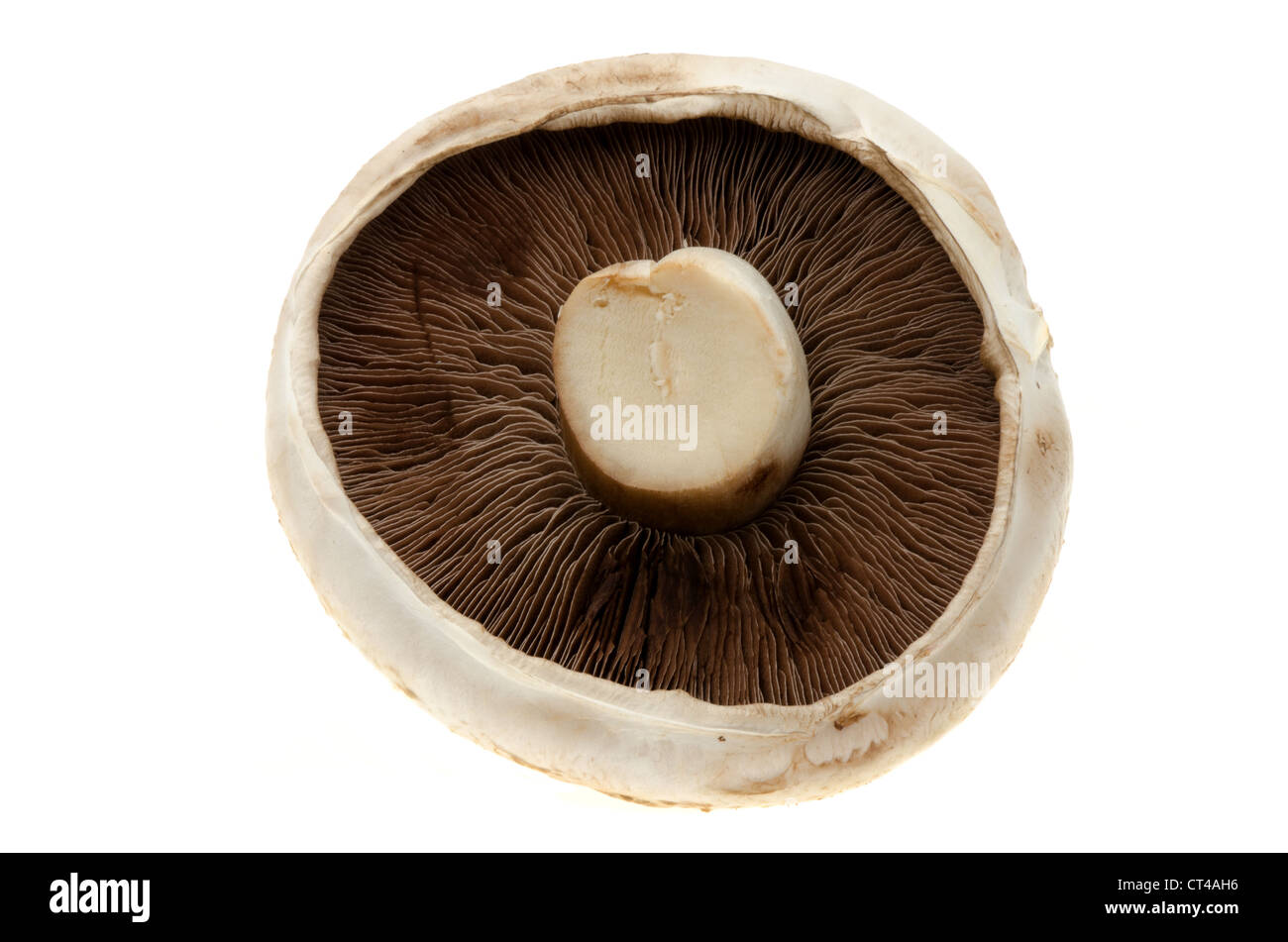 Fresh mushroom - studio shot with a white background Stock Photo