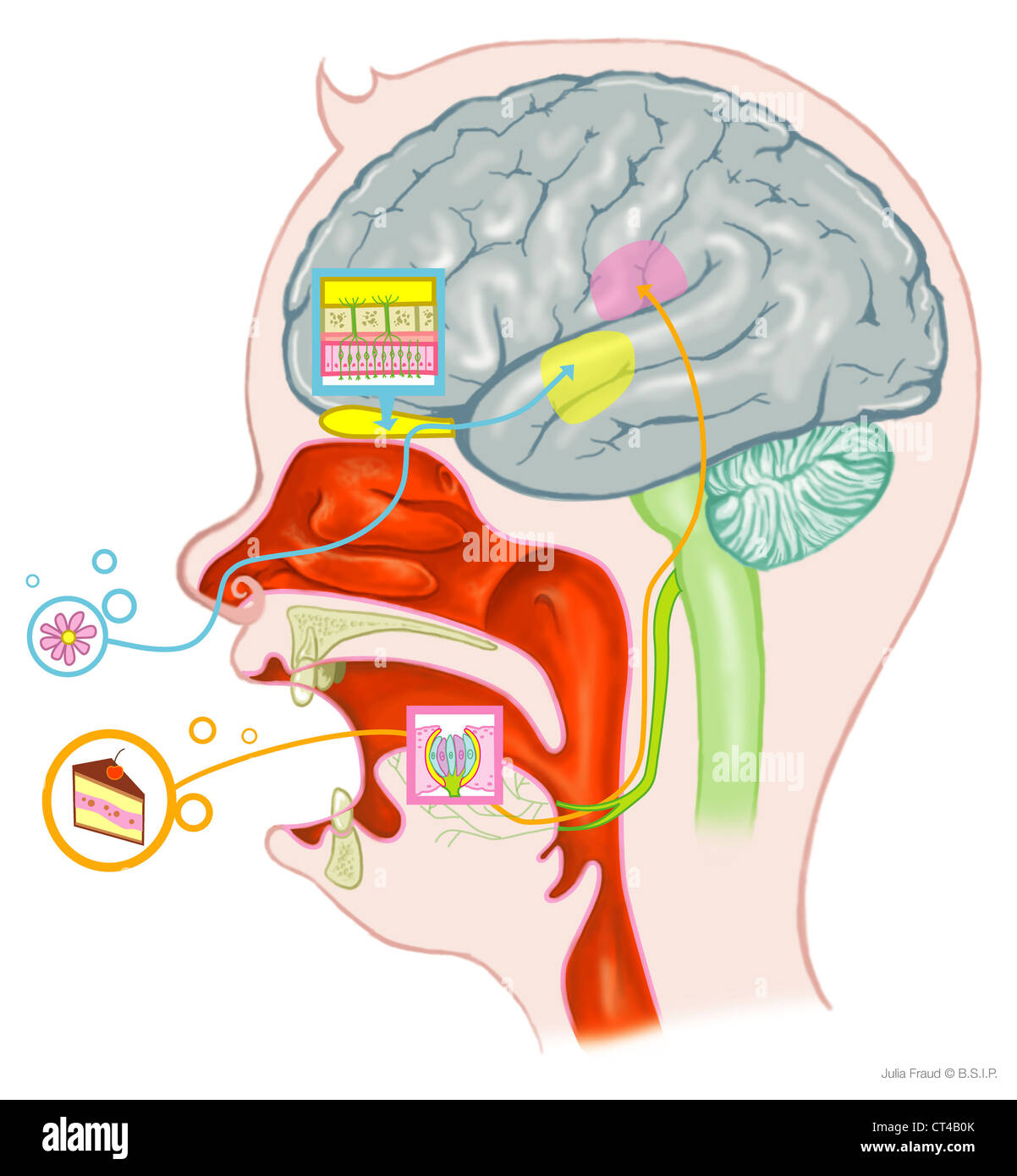 Мозг через рот. Вкусовой анализатор мозг. Восприятие вкуса мозгом. Связь языка и мозга. Обоняние мозг.