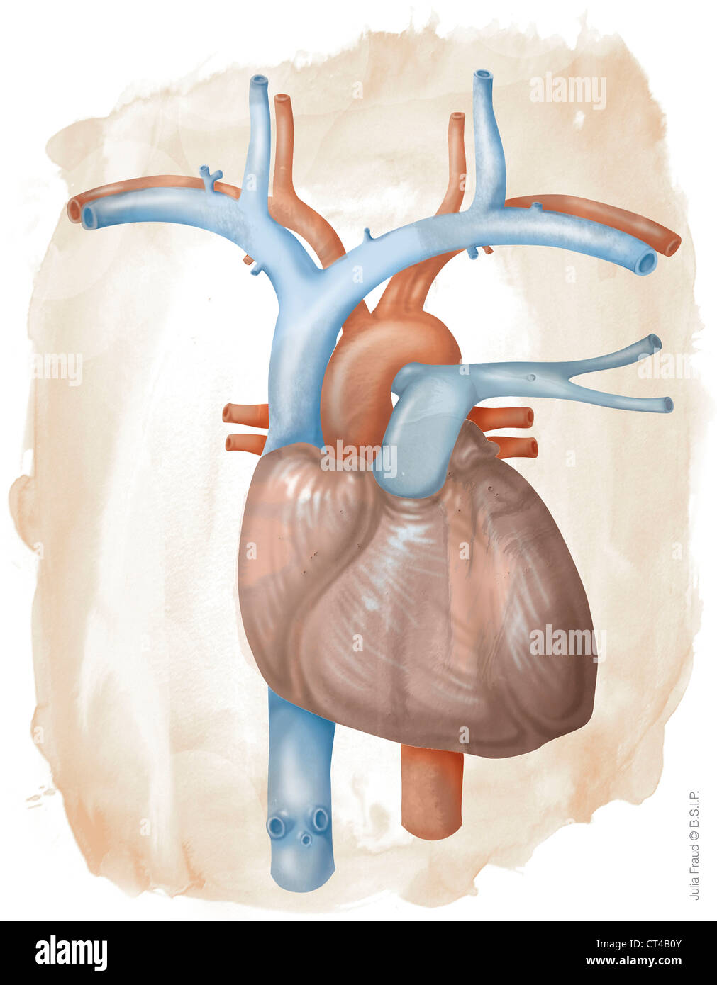 HEART, ILLUSTRATION Stock Photo