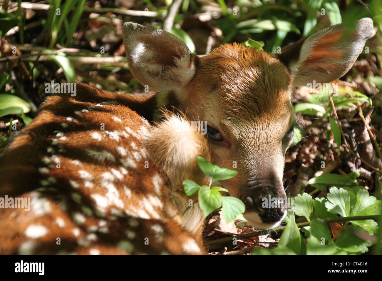 Hiding in woods hi-res stock photography and images - Alamy