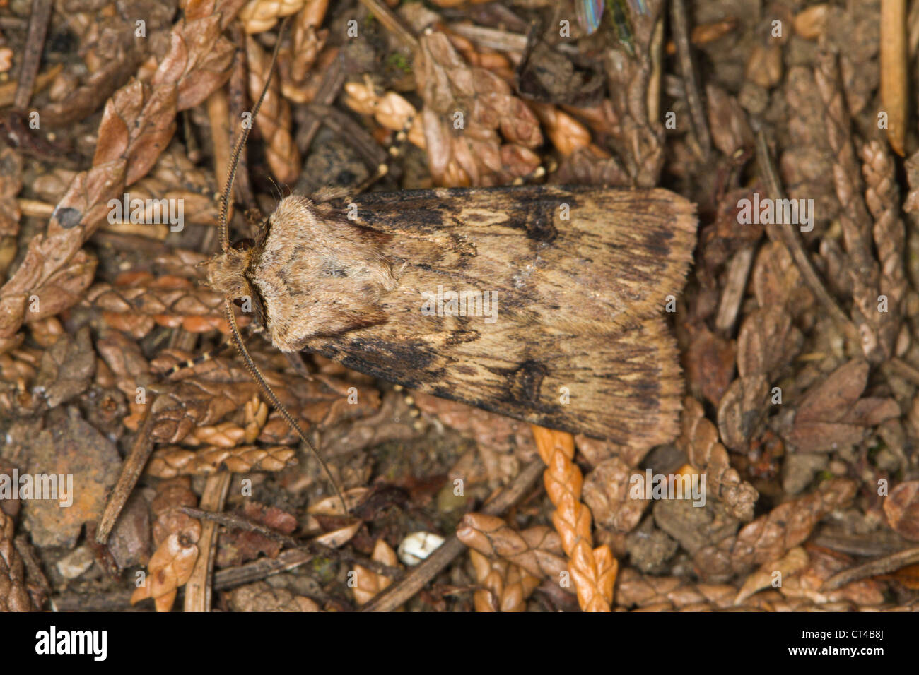 Shuttle-shaped Dart (Agrotis puta) moth resting in leaf litter Stock Photo