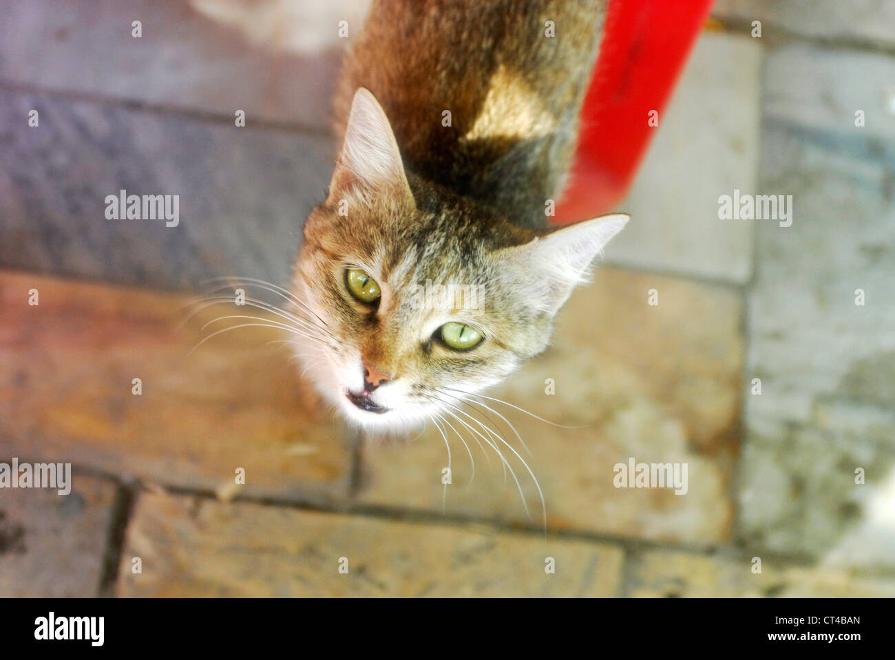 domestic-cat-felis-catus-domesticus-hi-res-stock-photography-and-images
