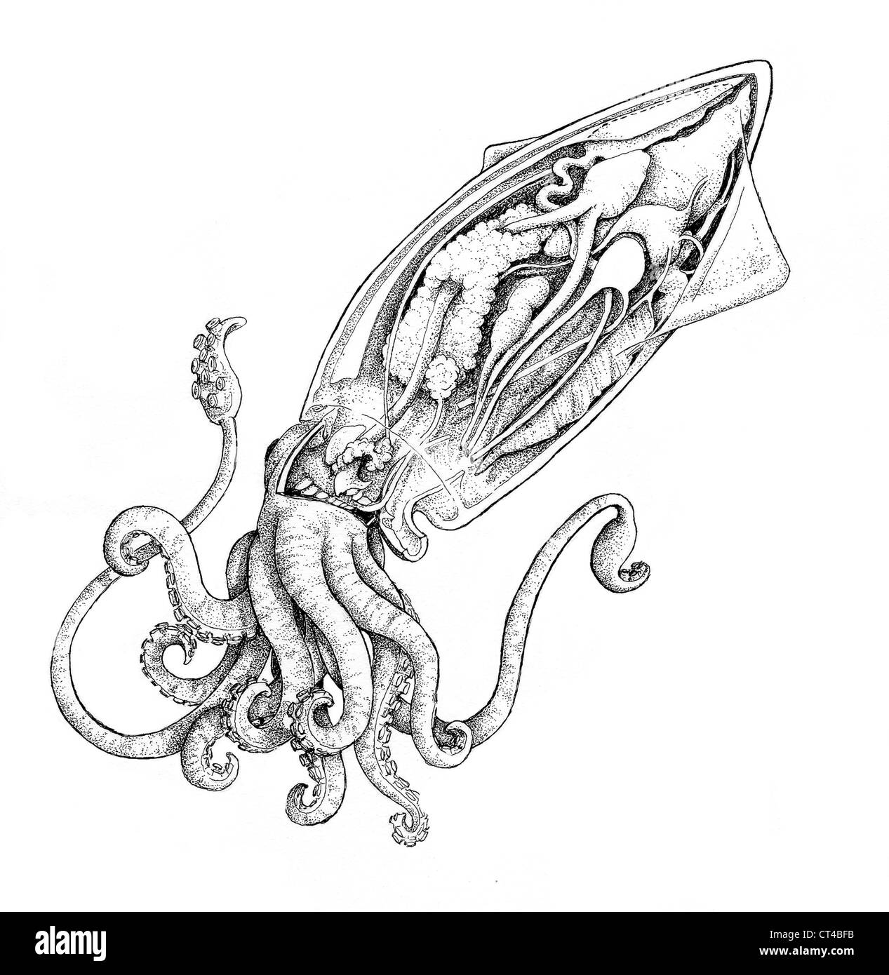 Animal anatomy drawing hi-res stock photography and images - Alamy Animal anatomy drawing hi-res stock photography and images - Alamy
