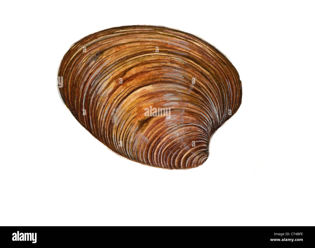 Clams burrowing clams Cut Out Stock Images & Pictures Alamy