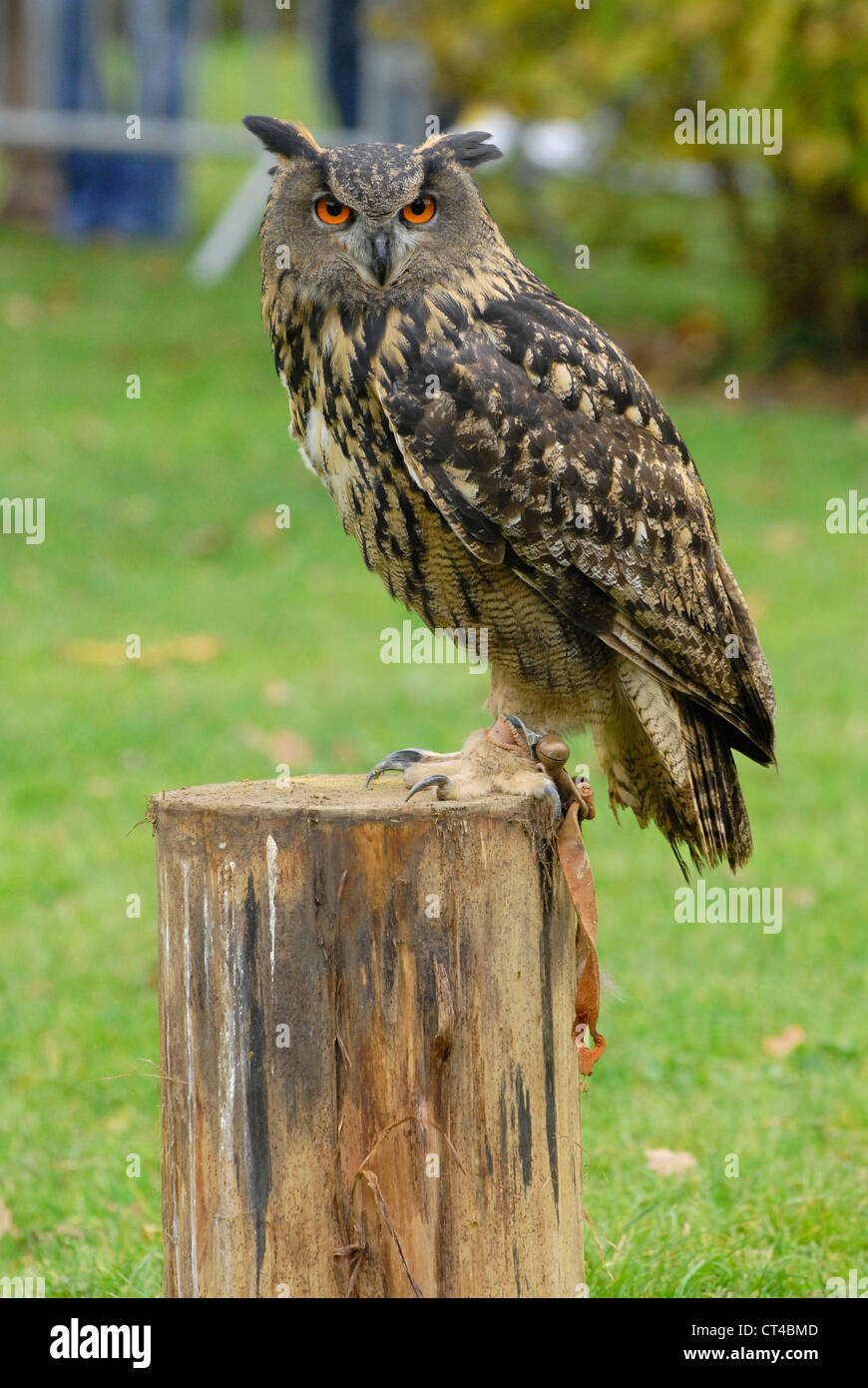 EURASIAN EAGLE OWL Stock Photo Alamy