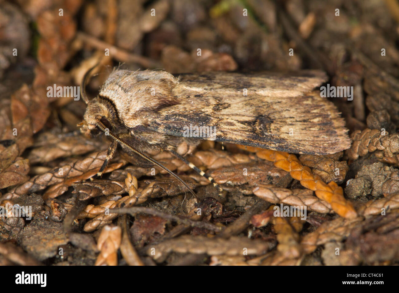 Shuttle-shaped Dart (Agrotis puta) moth resting in leaf litter Stock Photo