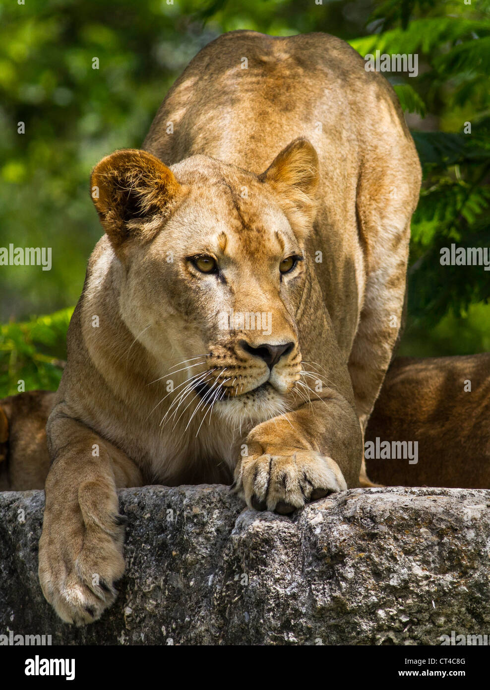 Young Female African Lion Crouching to Pounce Stock Photo Alamy