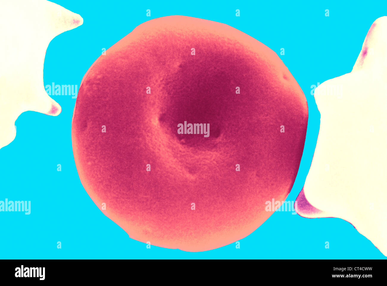 Sem Rbc RED BLOOD CELL, SEM Stock Photo - Alamy