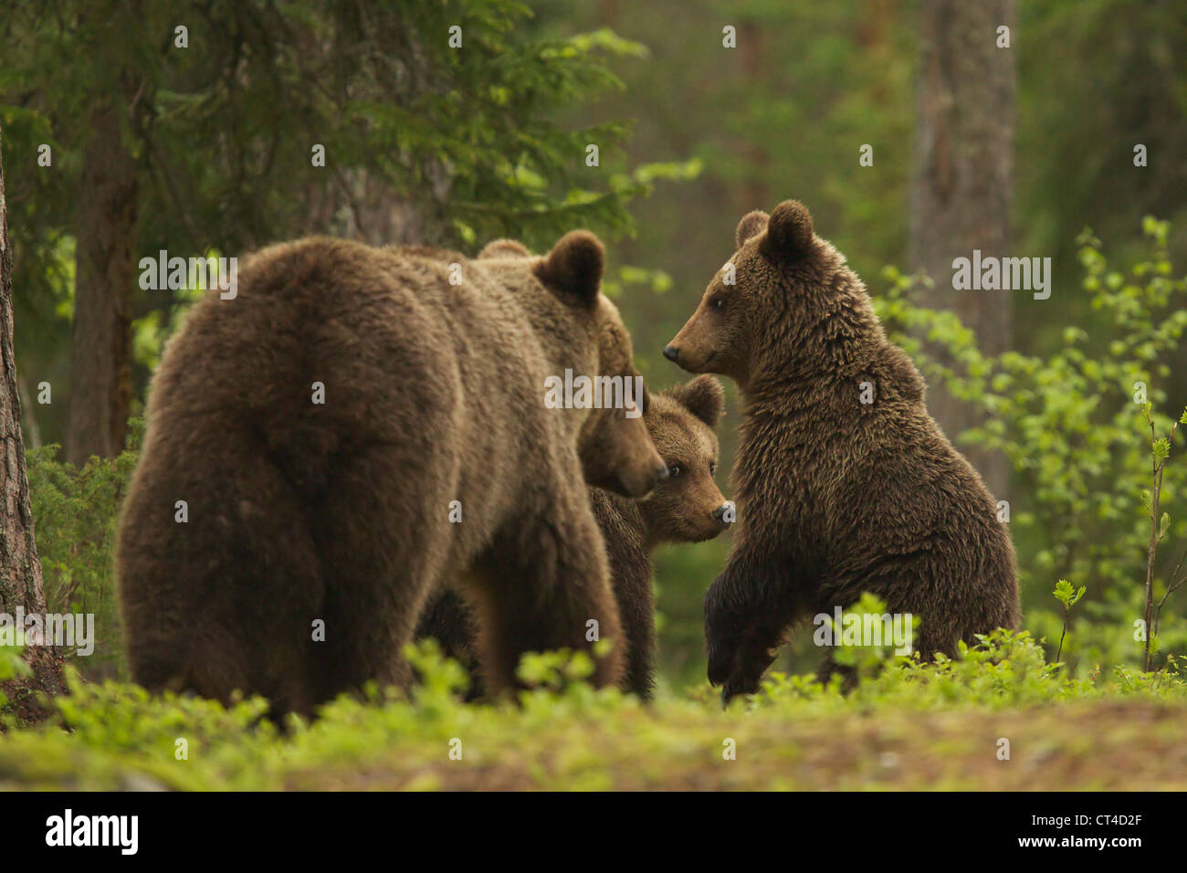 Family of Brown bears, Ursus arctos, in forest, Suomussalmi, Finland Stock Photo