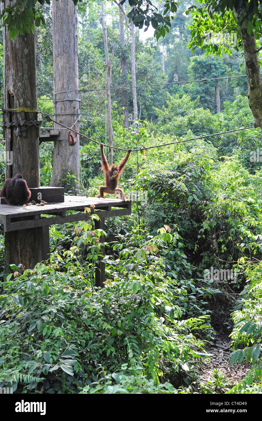 Malaysia, Borneo, Sepilok, Orangutan in the rainforest Stock Photo
