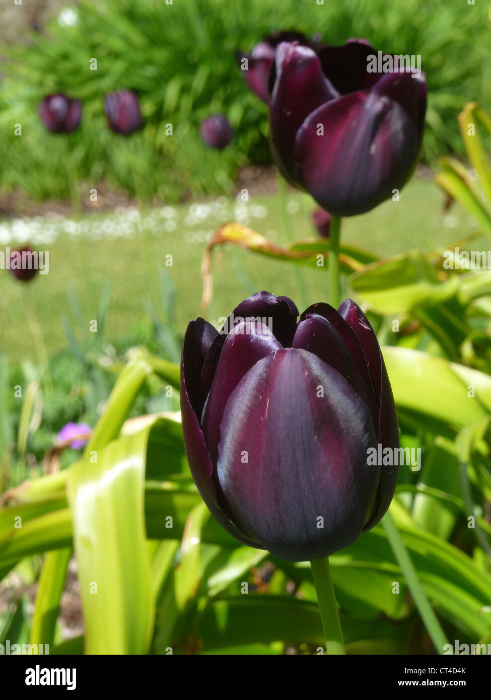 Black tulip Queen of the Night Stock Photo Alamy