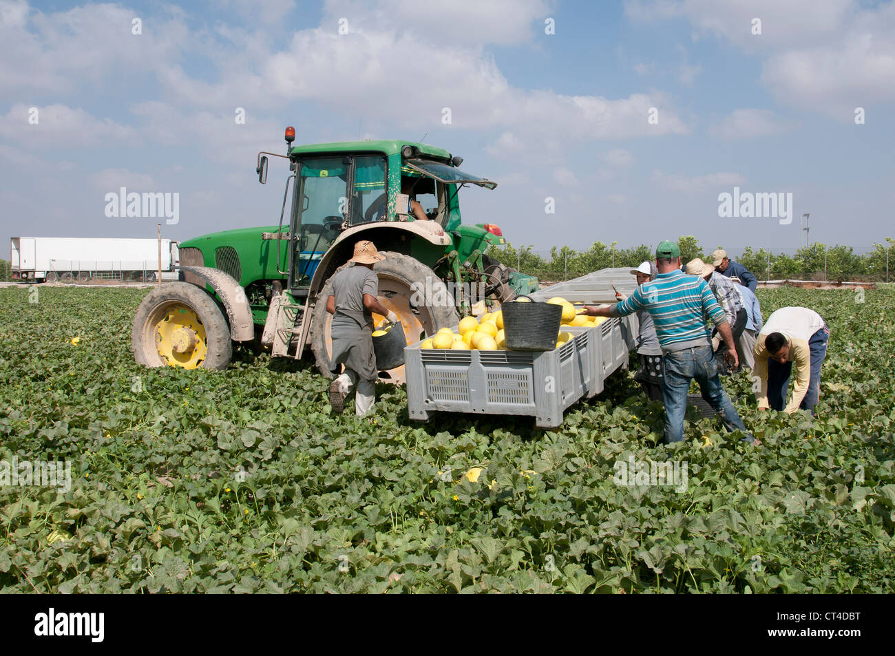Melon farming in the Murcia district of Southern Spain Workers pick the