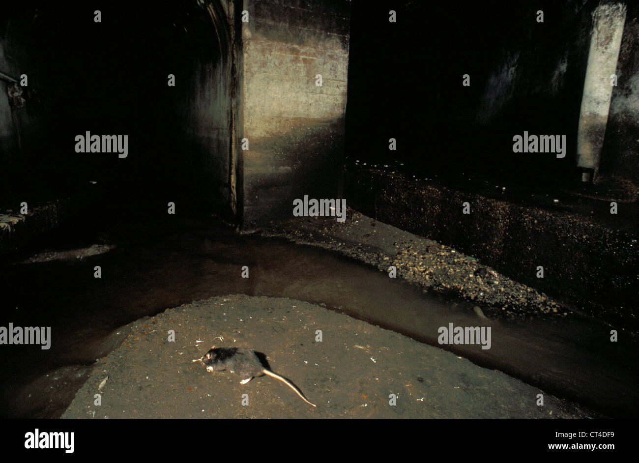 Sewer rats hi-res stock photography and images - Alamy