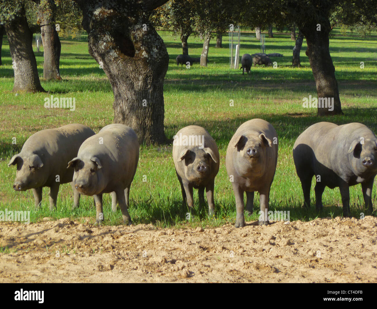 Black footed Iberian pigs under oaks of the Dehesa in Extremadoura