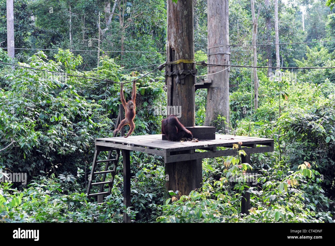 Malaysia, Borneo, Sepilok, Orangutan on platform and being fed Stock Photo