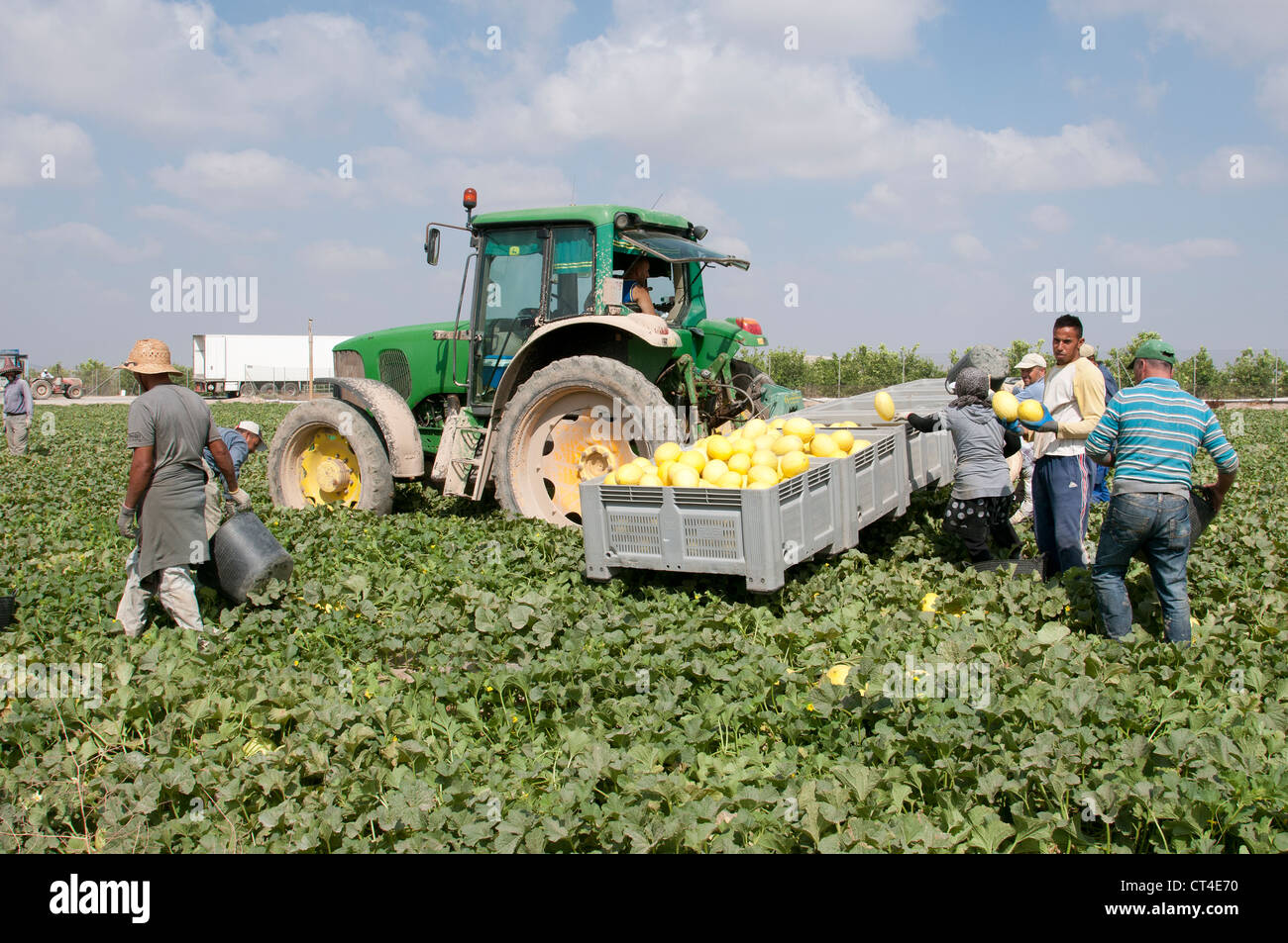 Melon farming in the Murcia district of Southern Spain Workers pick the
