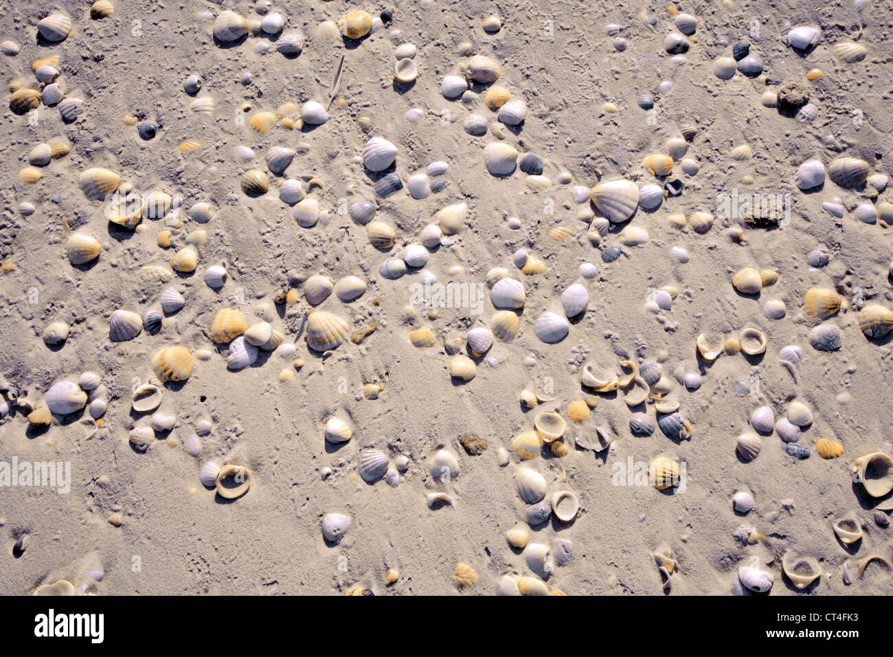 Shell textures hi-res stock photography and images - Alamy