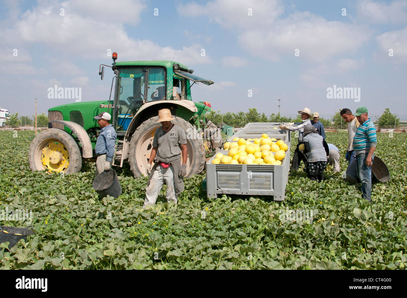 Melon farming in murcia district hires stock photography and images