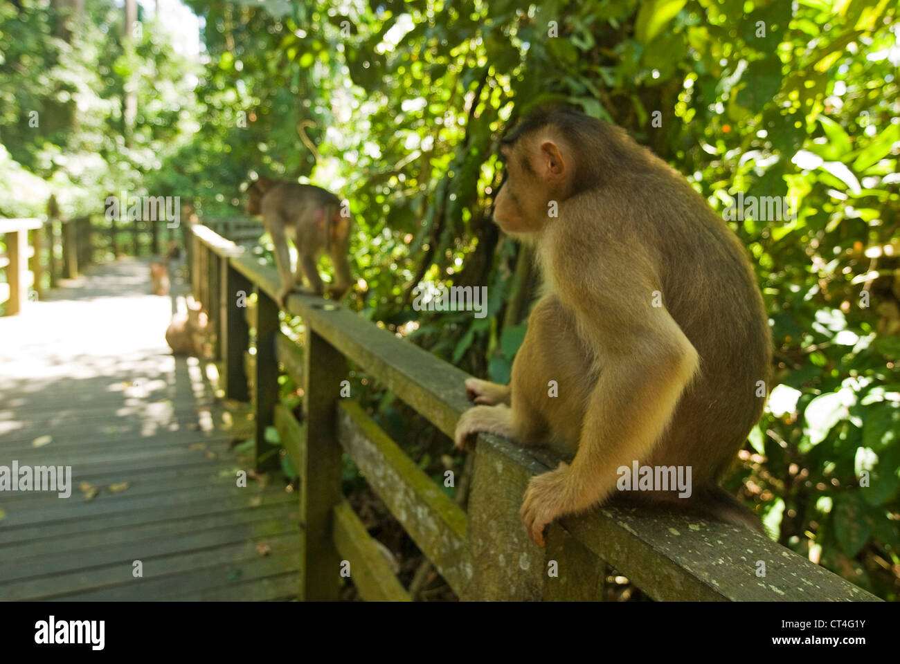 Malaysia, Borneo, Sepilok, Southern Pig-tailed Macaque (Macaca nemestrina) adult female with baby, in primary rainforest Stock Photo