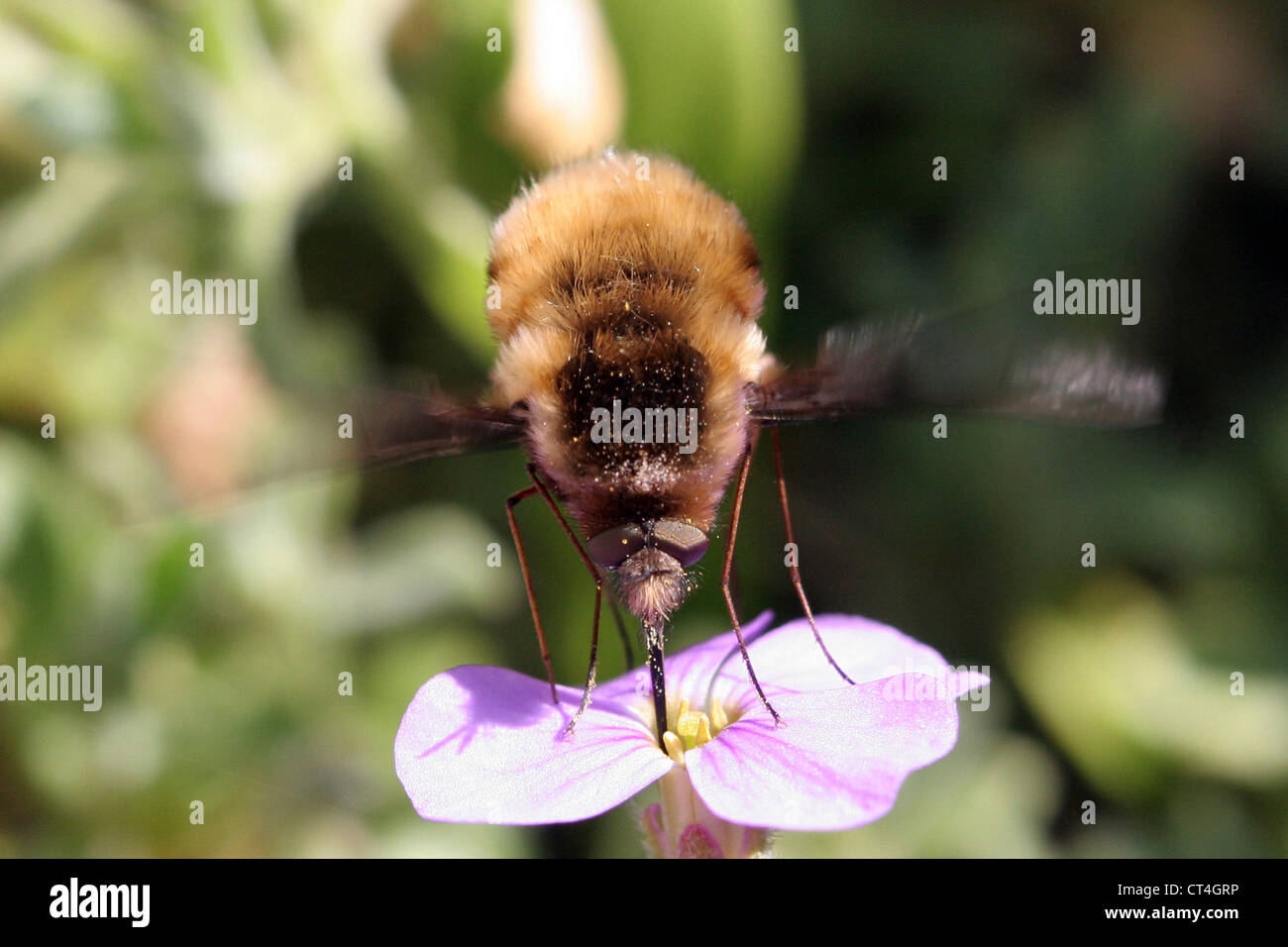 GREATER BEE FLY Stock Photo