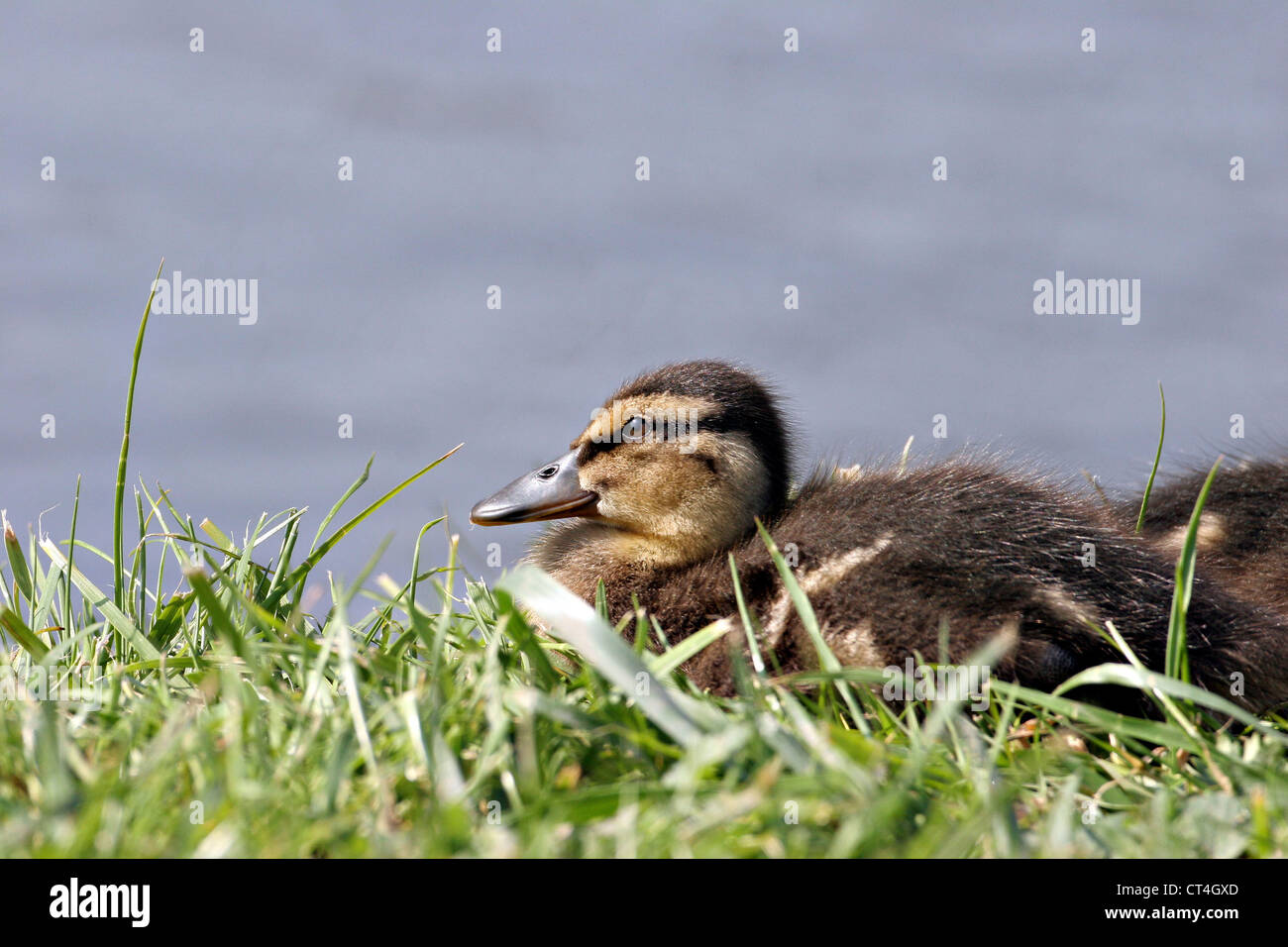 MALLARD Stock Photo