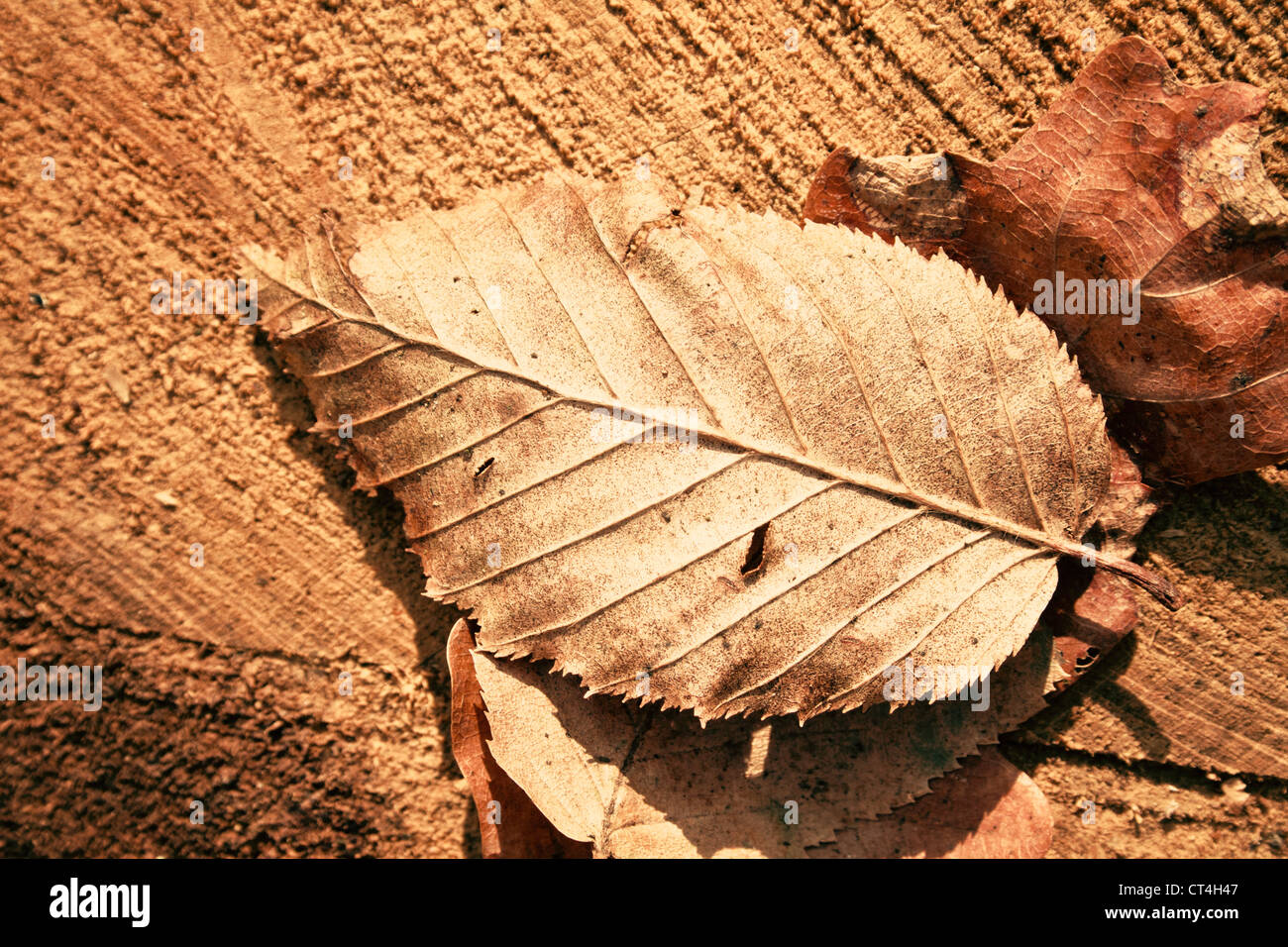 Autumn leaf Stock Photo