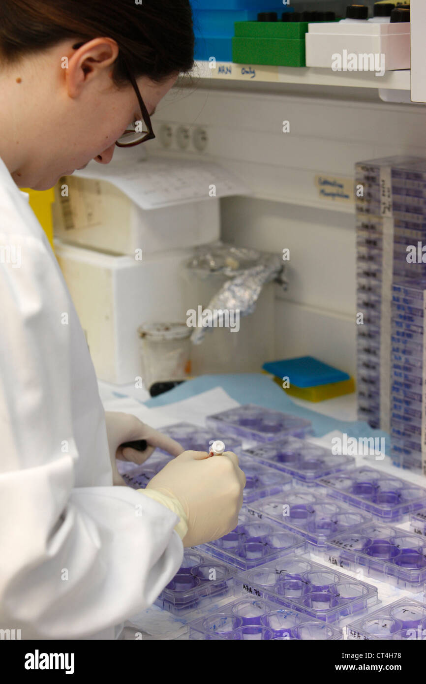 Cell culture assays hires stock photography and images Alamy