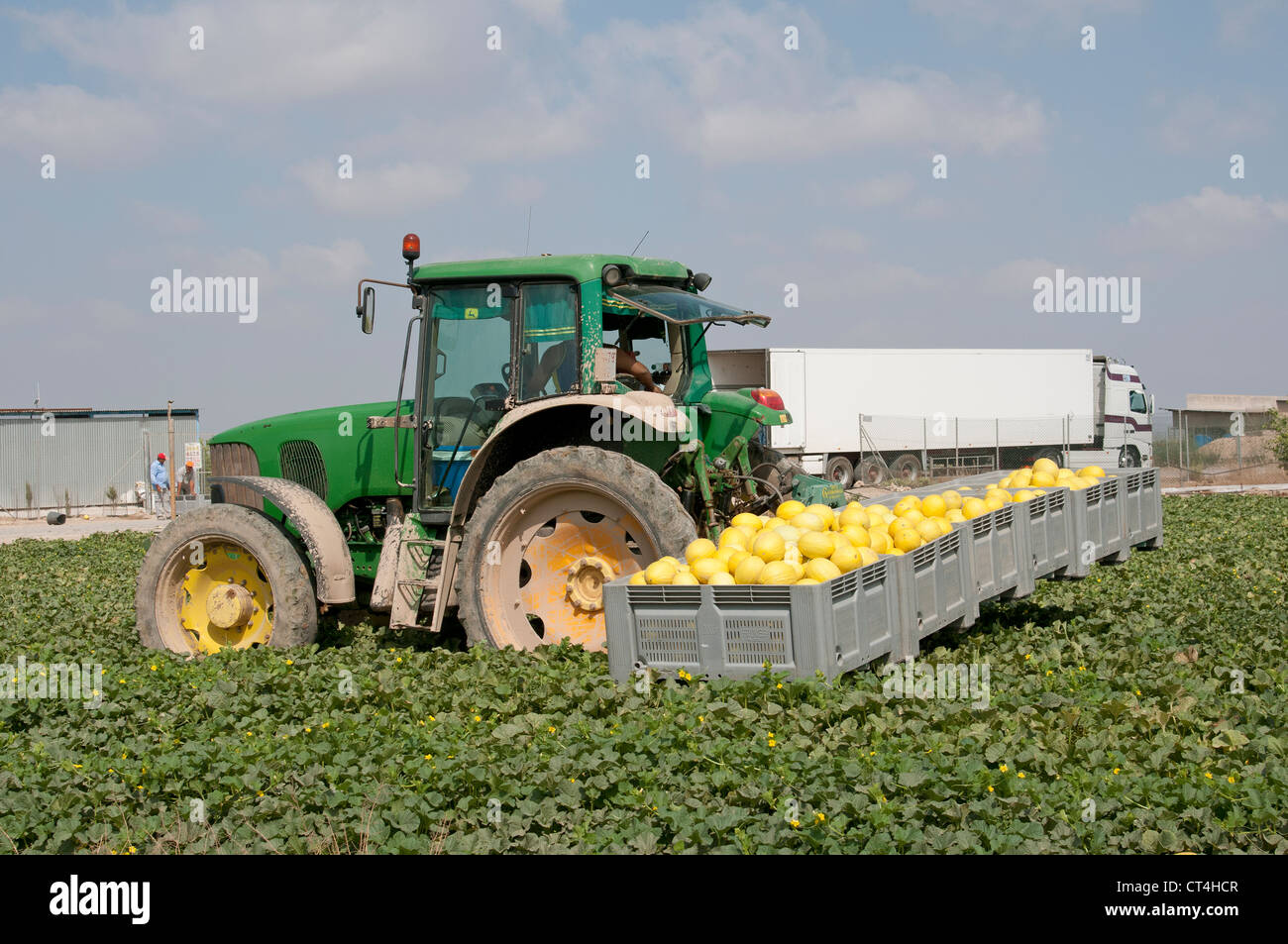 Melon farming in the Murcia district of Southern Spain Tractor carrying melons to a lorry for