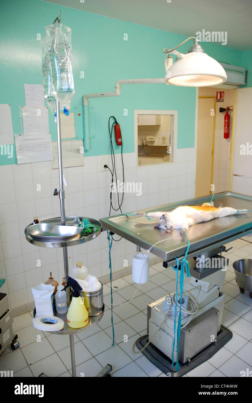 Animal surgical intervention hi-res stock photography and images - Alamy