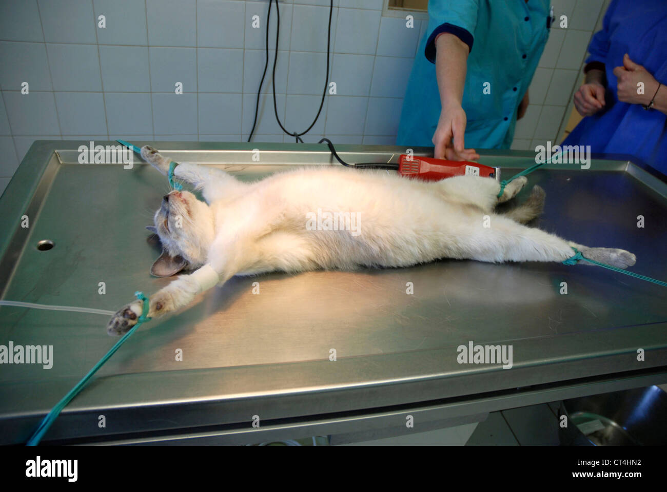 ANIMAL CASTRATION Stock Photo Alamy