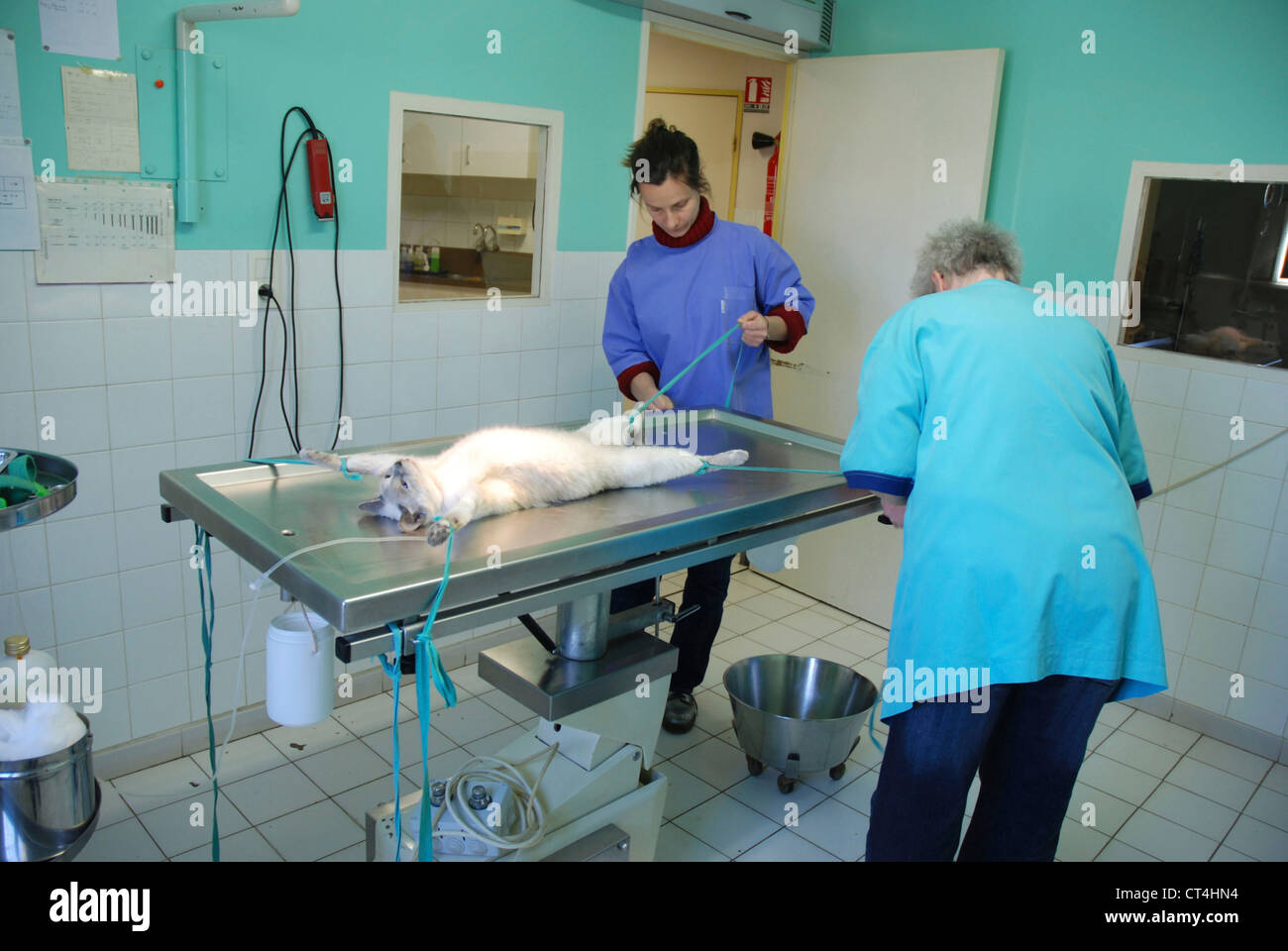ANIMAL CASTRATION Stock Photo - Alamy