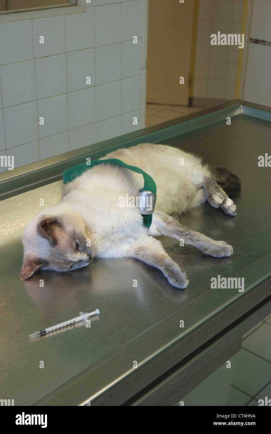 Anesthesia animal hi-res stock photography and images - Alamy