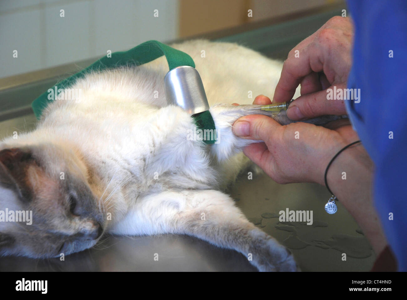 ANIMAL CASTRATION Stock Photo - Alamy