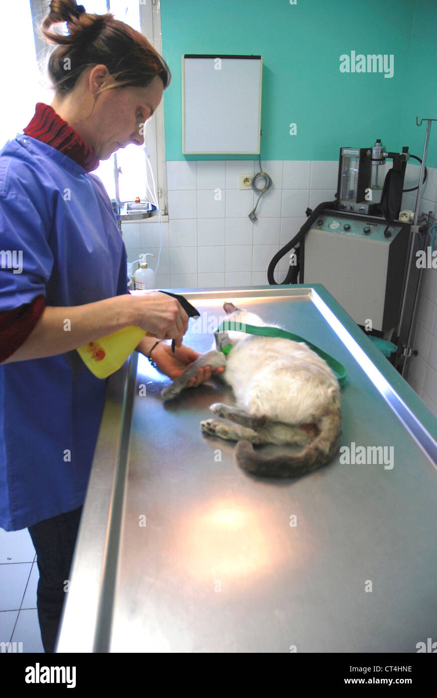 ANIMAL CASTRATION Stock Photo Alamy