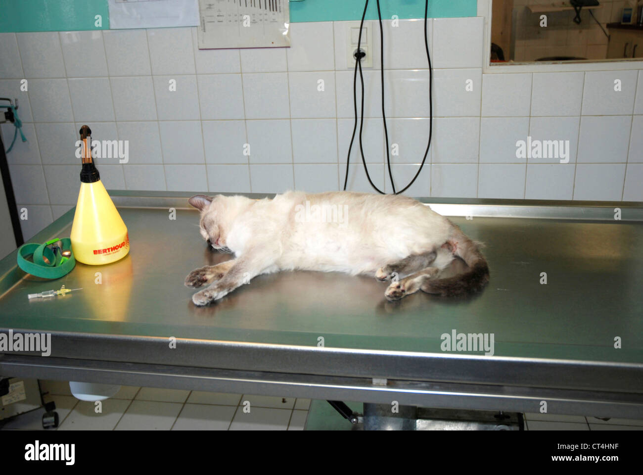 Confined animal hi-res stock photography and images - Alamy