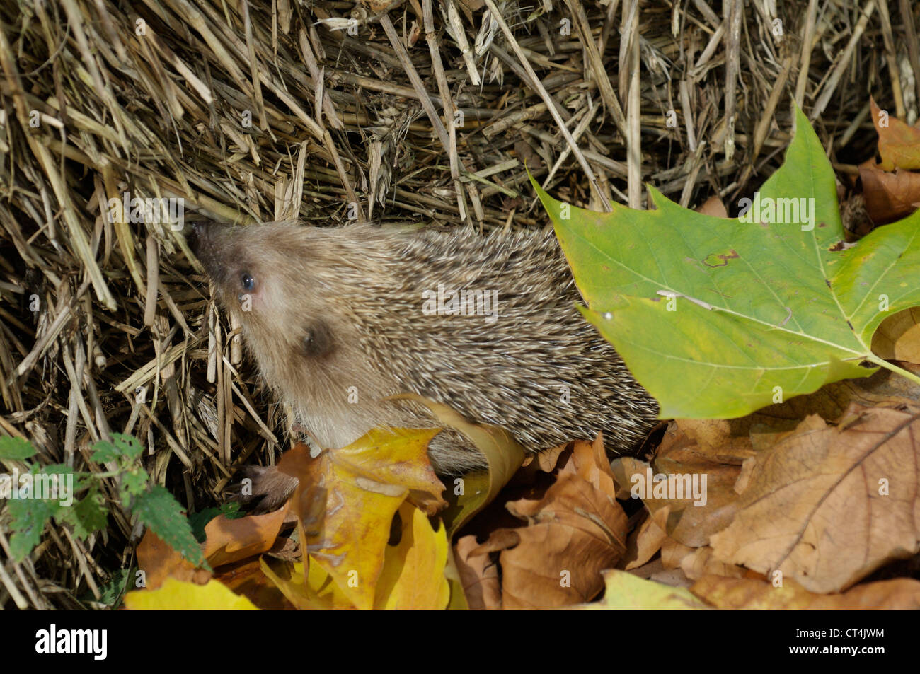 Western european hedgehog stock photo alamy