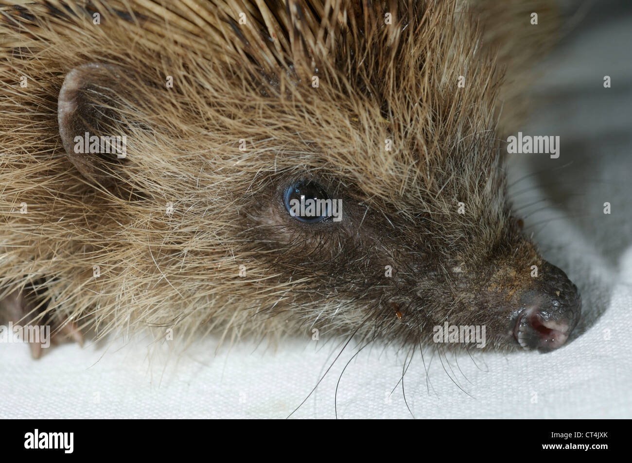 WESTERN EUROPEAN HEDGEHOG Stock Photo - Alamy