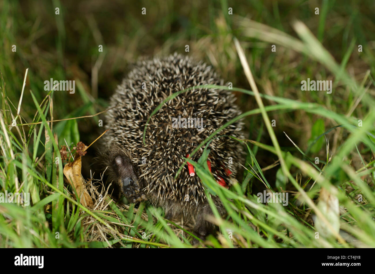 Western european hedgehog stock photo alamy