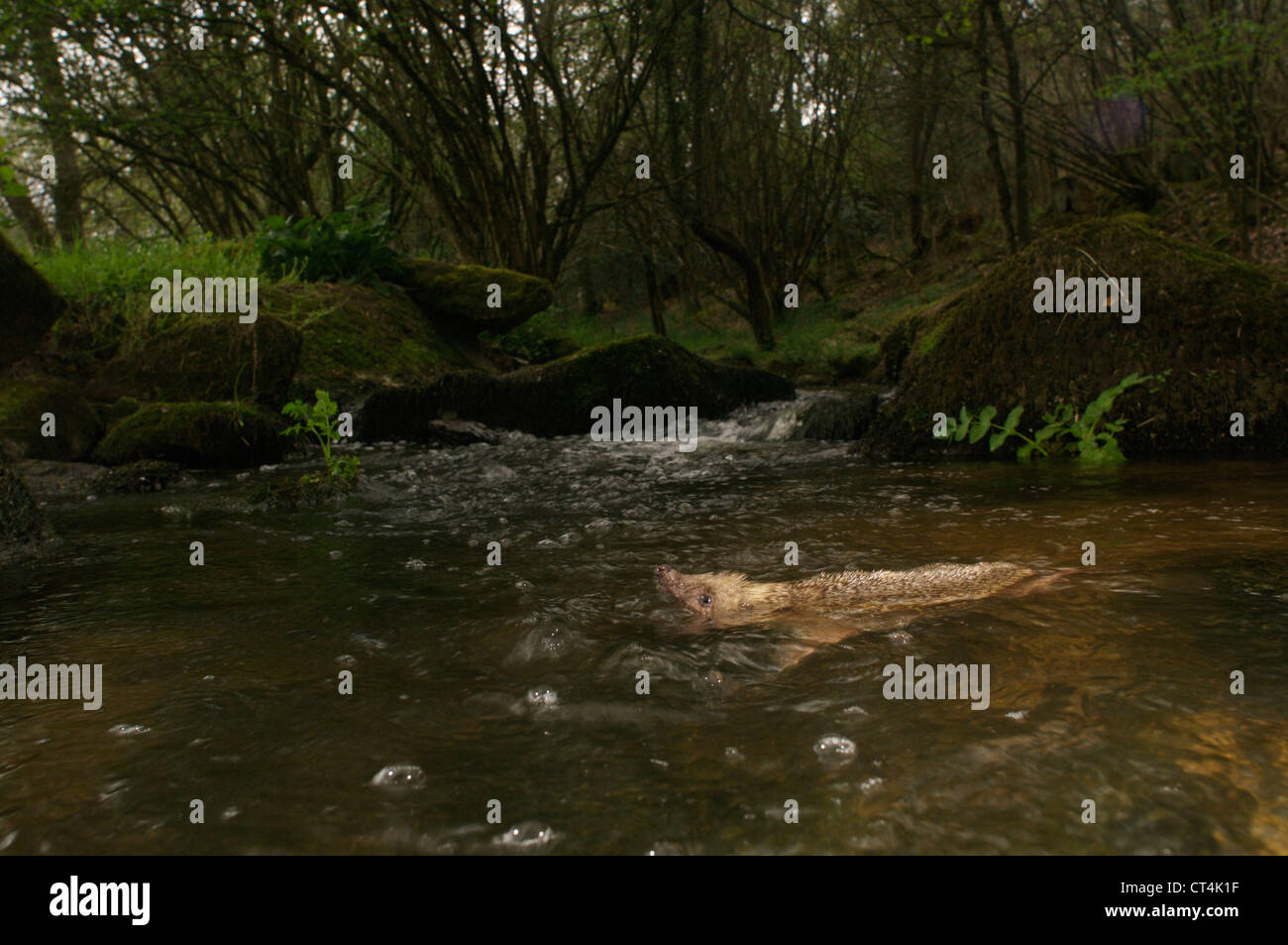 Western european hedgehog stock photo alamy