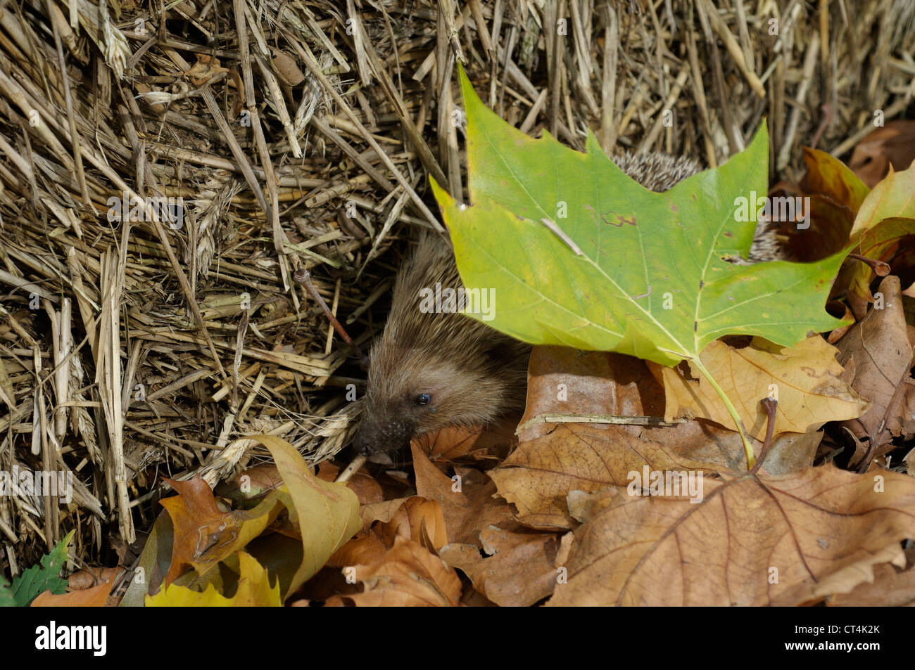 WESTERN EUROPEAN HEDGEHOG Stock Photo