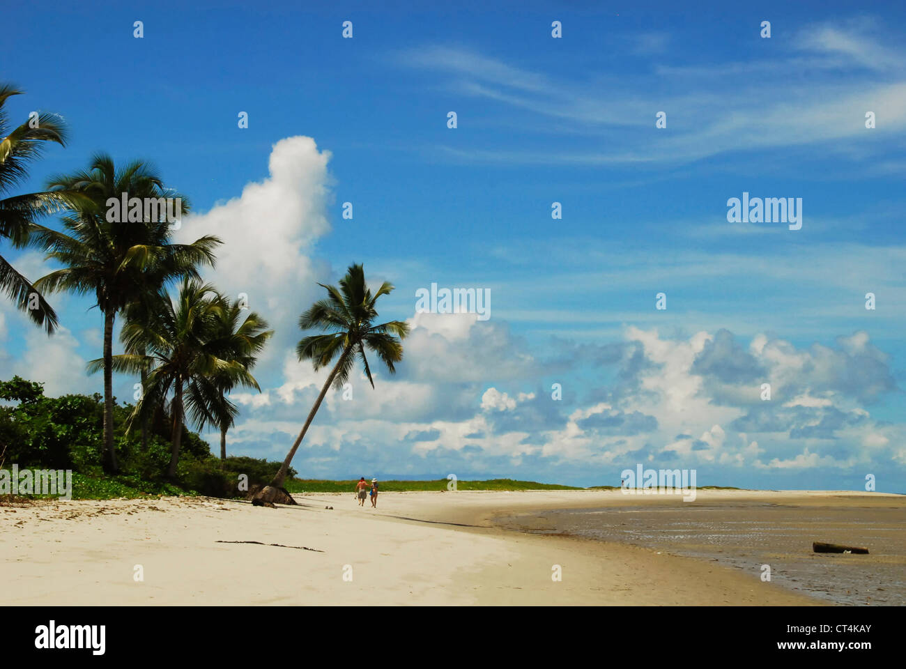 Brazil, Pernambuco, Ilha de Itamaraca, Corrao de Aviao, white beach with palm trees Stock Photo
