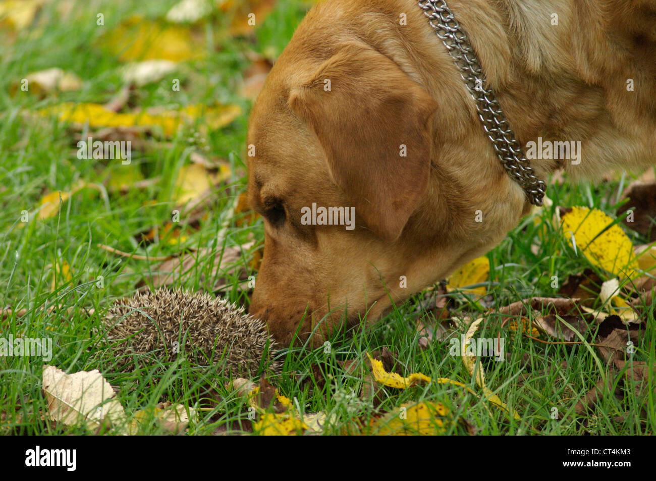 Western european hedgehog stock photo alamy