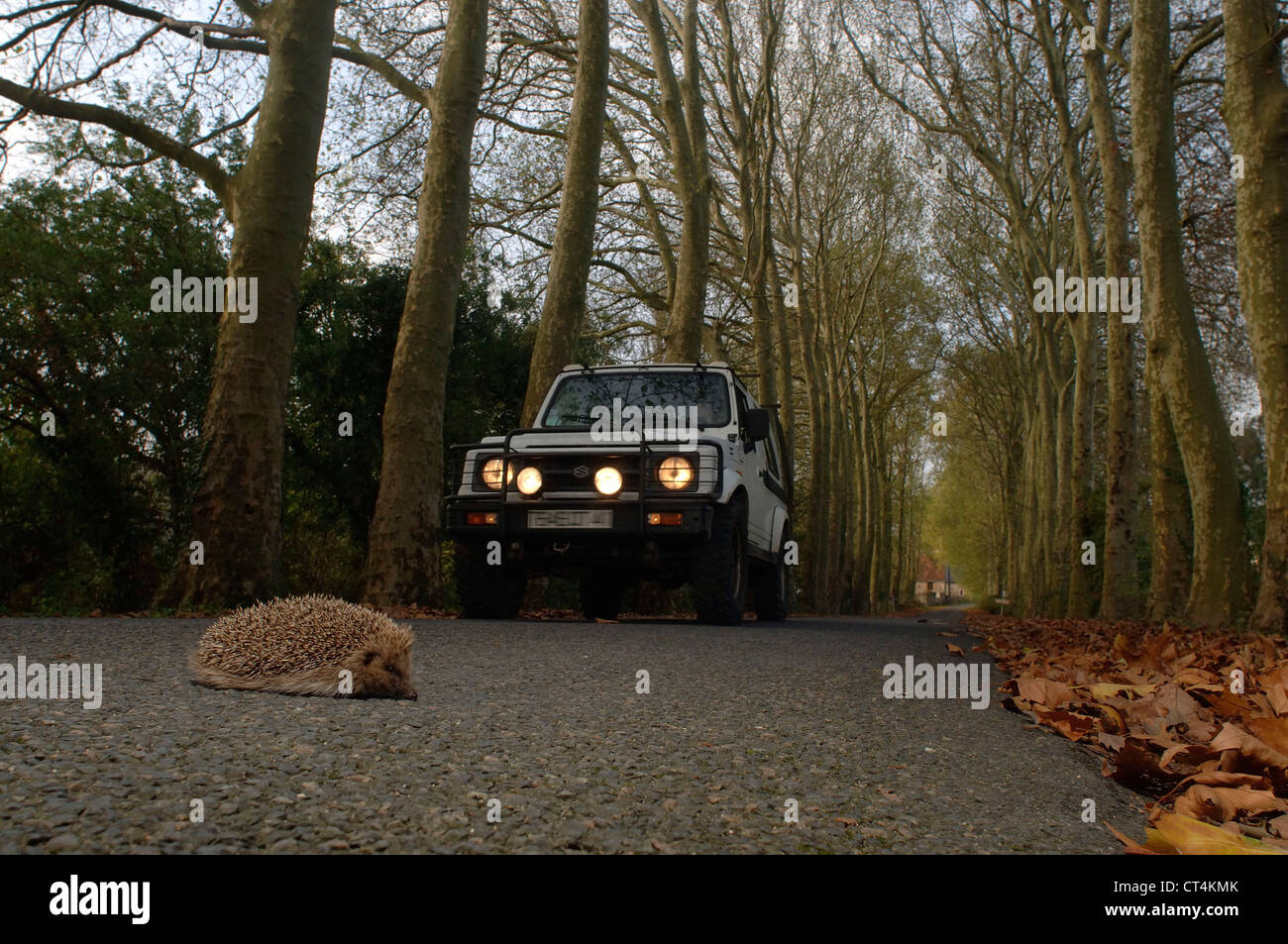 Western european hedgehog stock photo alamy