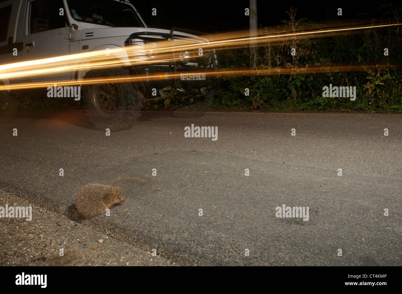 Western european hedgehog stock photo alamy
